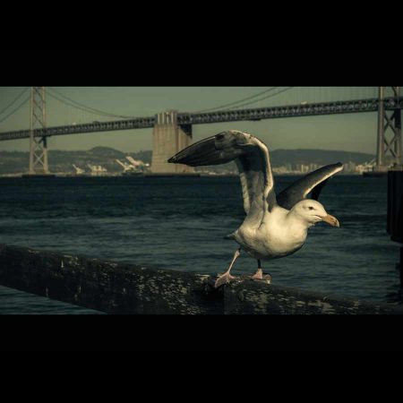 Gaviota en el puente de San Francisco, CA